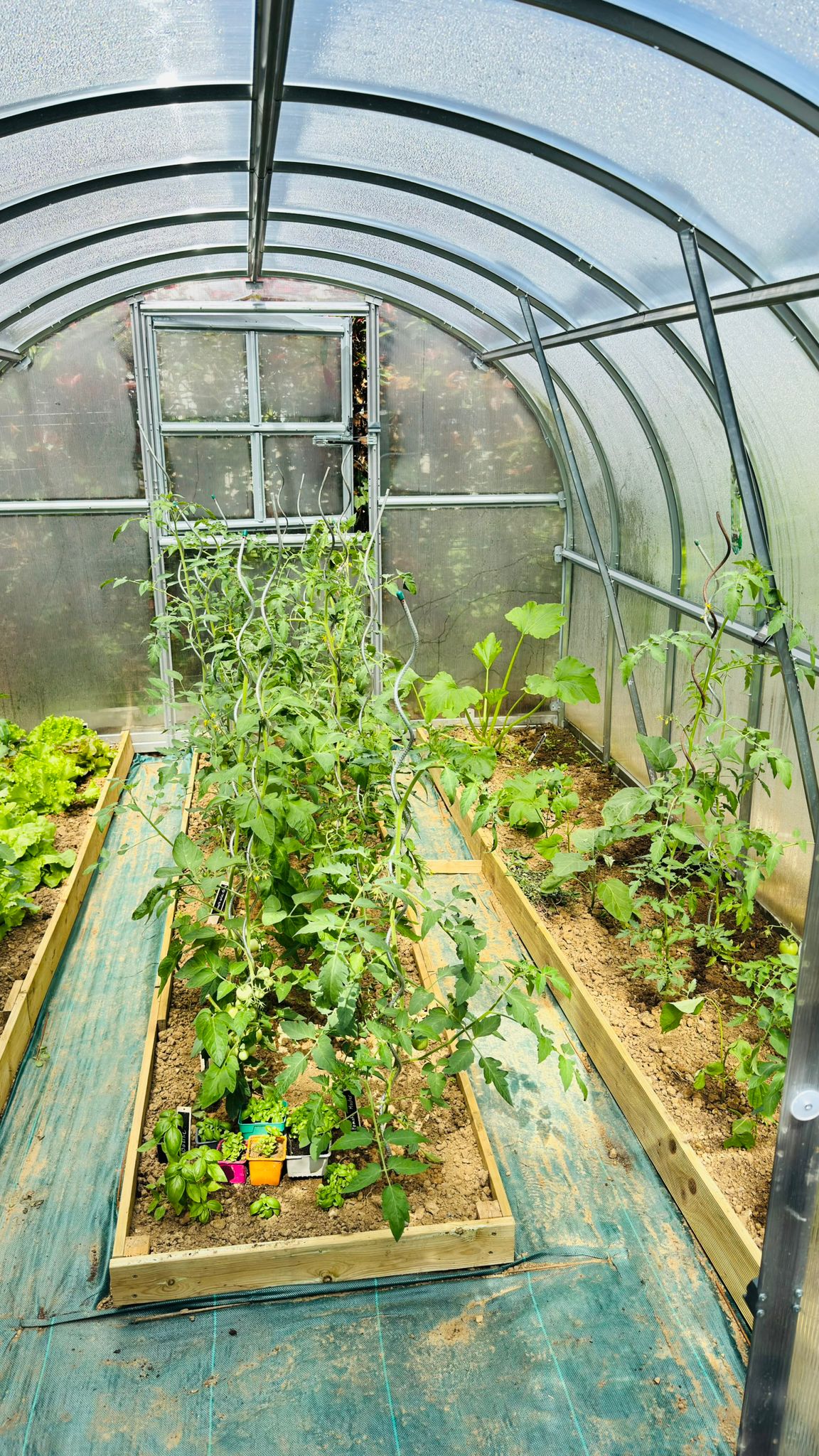 Polycarbonate Greenhouses PrimeGreenHouses4